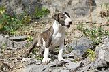 BULL TERRIER 025